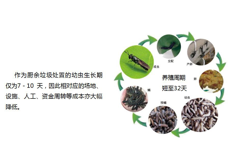 黑水虻怎么處理餐廚垃圾？